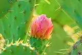 Fleurs de figuiers de barbarie