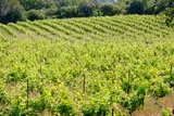 Pignan vers abbaye de Vignogoul