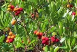 Arbousier en fruits