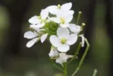 Fausse roquette blanche