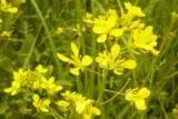 Fausse roquette jaune