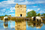 Aigues-Mortes Tour Carbonnière
