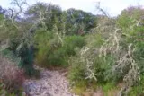 Lichen branches arbres