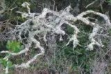 Lichen branches arbres