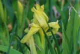 Iris nain jaune