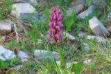 Orchis géant