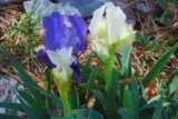 Iris nains