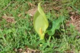 Arum d'Italie