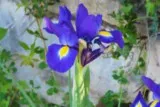 Iris violet