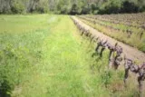Favas St Bauzille de Montmel