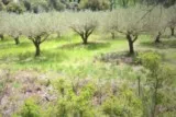 Favas St Bauzille de Montmel