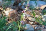 Ophrys bécasse