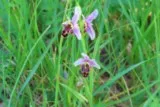 Ophrys bécasse