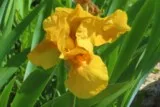 Iris jaune