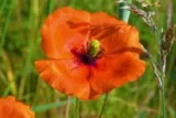Coquelicot