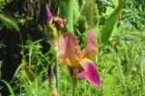 Iris mauve