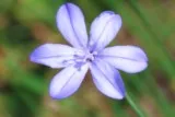 Aphyllanthe de Montpellier