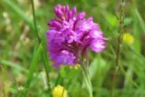 Orchis pyramidal