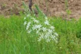 Ornithogale de Narbonne