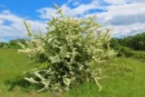 Pyracantha en fleurs