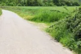 Buzignargues