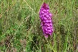 Orchis pyramidal