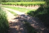 Vérargues vignes muscat