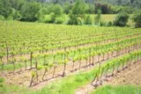 Vignes hérault