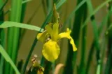 Iris Mauguio étang de l'Or