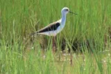 Aigrette Mauguio étang de l'Or