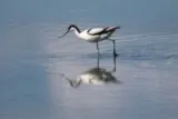 Avocette Mauguio étang de l'Or