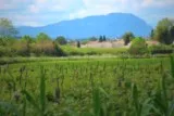 Mauguio étang de l'Or