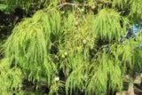 Cyprès chauve 