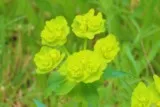 Euphorbe