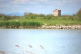 Aigues-Mortes Tour Carbonnière