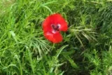 Coquelicot