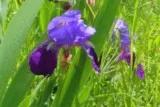 Iris violet