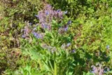 Plant de bourrache