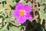 Ciste rose