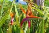 Oiseaux du paradis Strelitzias