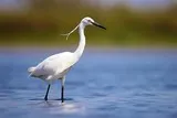 Aigrette blanche