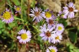 Aster maritime
