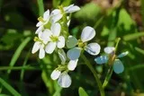 Diplotaxis fausse roquette blanche