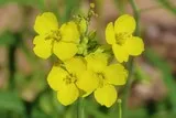 Diplotaxis fausse roquette jaune