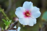 Fleur d'amandier