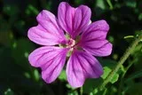 Mauve des Bois