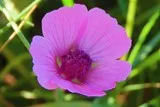 Mauve à feuilles de chanvre