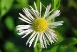 Vergerette annuelle